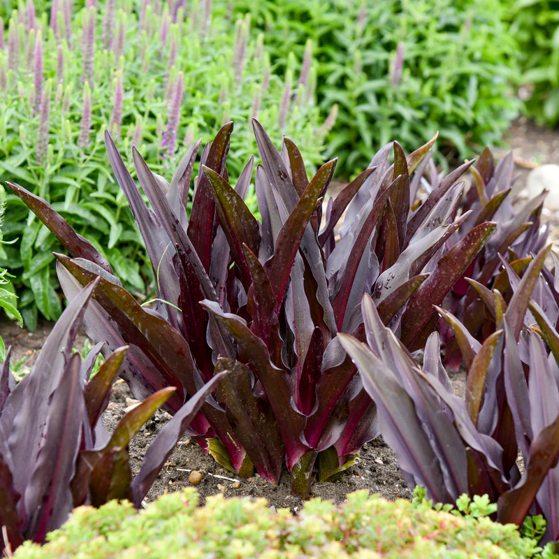 Crowning Glory™ ‘Purple Reign’ Pineapple Lily (Eucomis) - Image 3