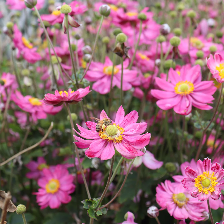 'Curtain Call Deep Rose' Japanese Anemone - Image 3