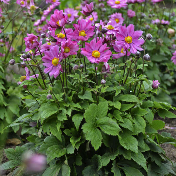 'Curtain Call Deep Rose' Japanese Anemone - Image 4