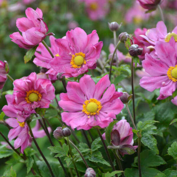 'Curtain Call Deep Rose' Japanese Anemone - Image 5