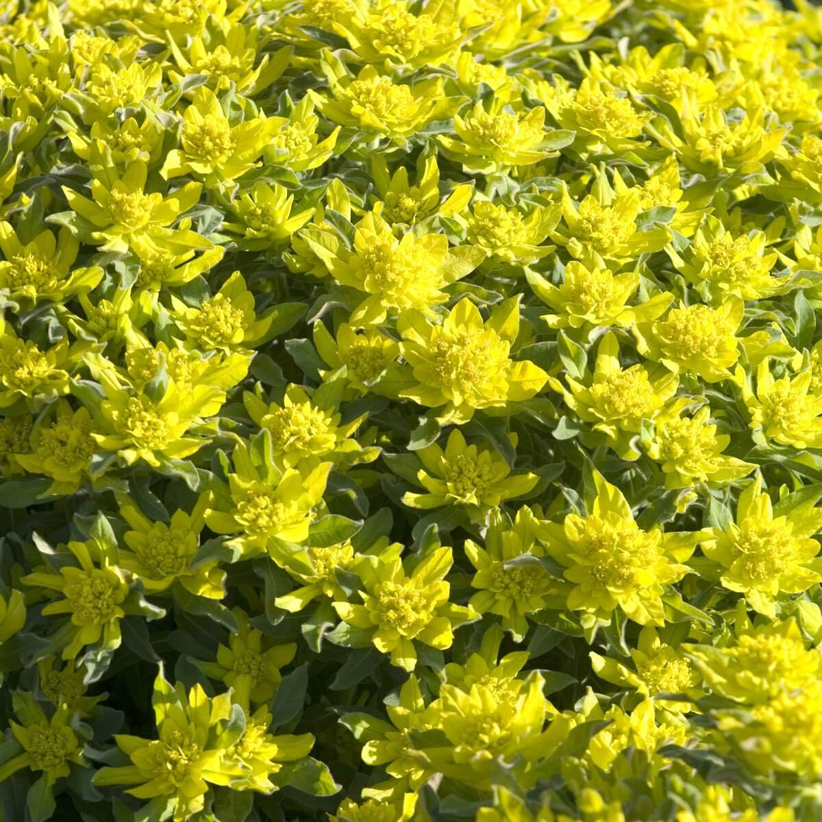 Cushion Spurge - Image 4