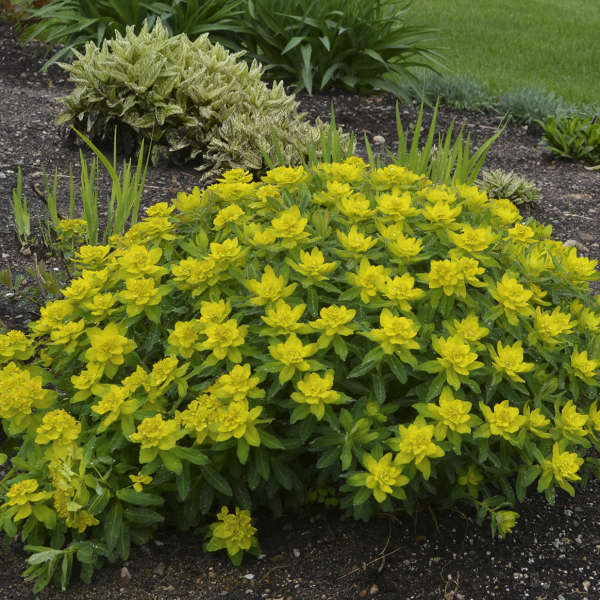 Cushion Spurge - Image 5