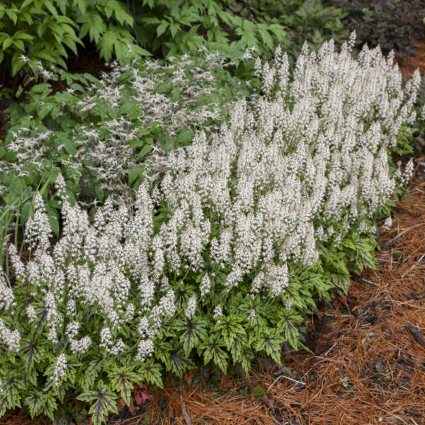 'Cutting Edge' Foamflower (Tiarella) - Image 4