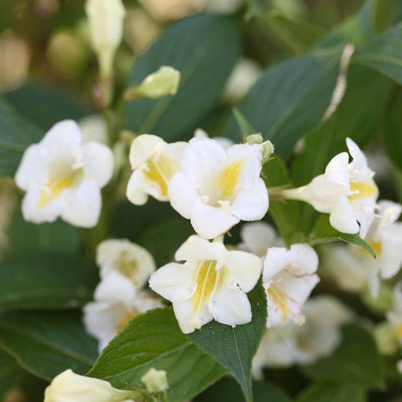 Czechmark Sunny Side Up® Weigela - Image 2