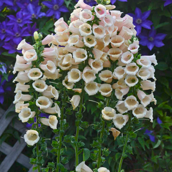 'Dalmatian Peach' Foxglove (Digitalis) - Image 2