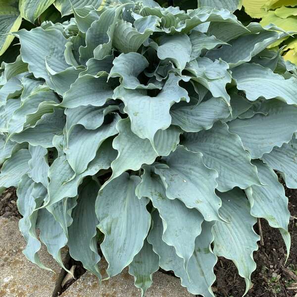 'Dancing with Dragons' Hosta - Image 2