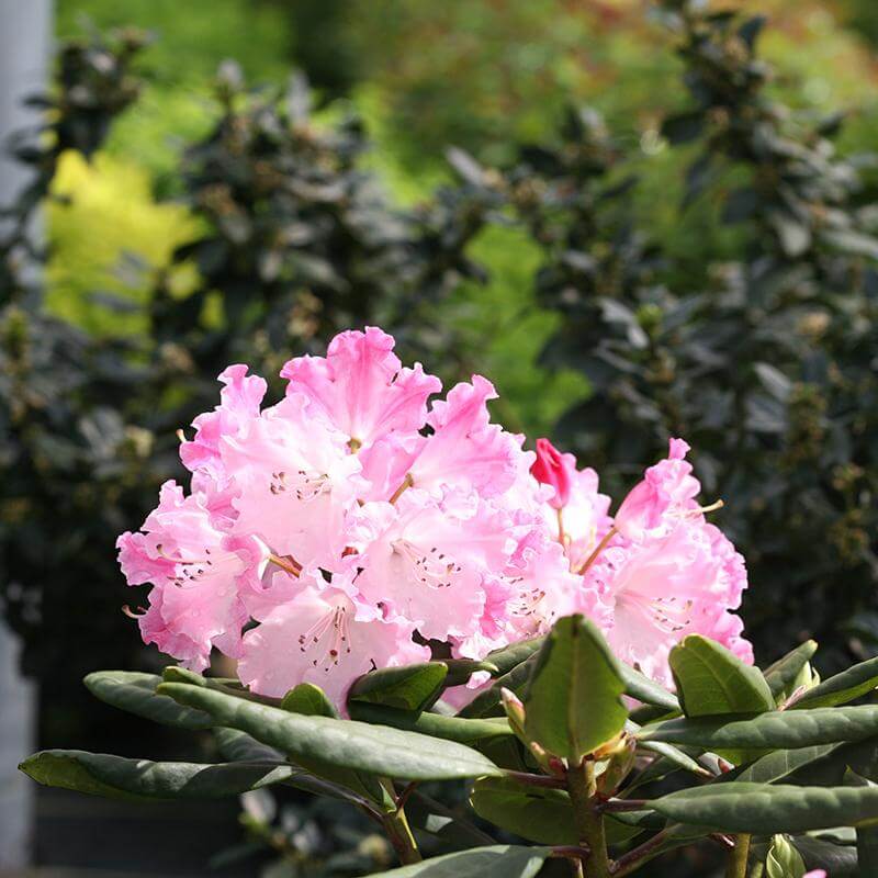 Dandy Man Color Wheel® Rhododendron - Image 3