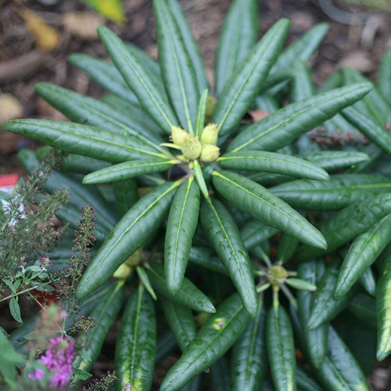 Dandy Man® Pink Rhododendron - Image 3