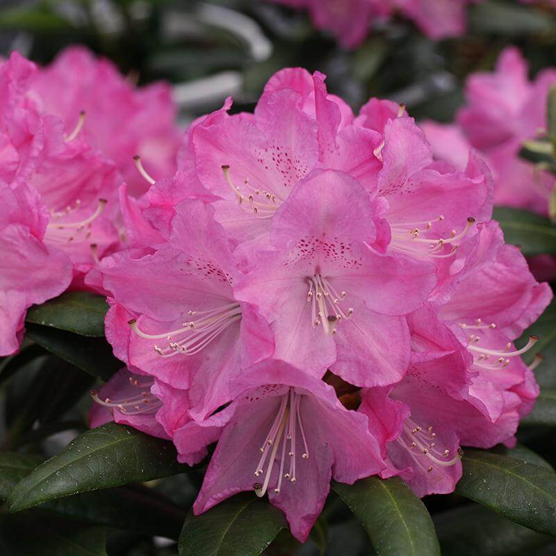 Dandy Man® Pink Rhododendron - Image 4