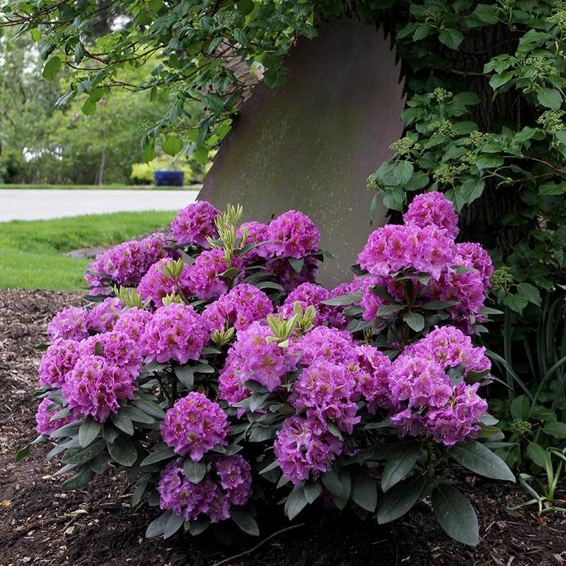 Dandy Man® Purple Rhododendron - Image 3