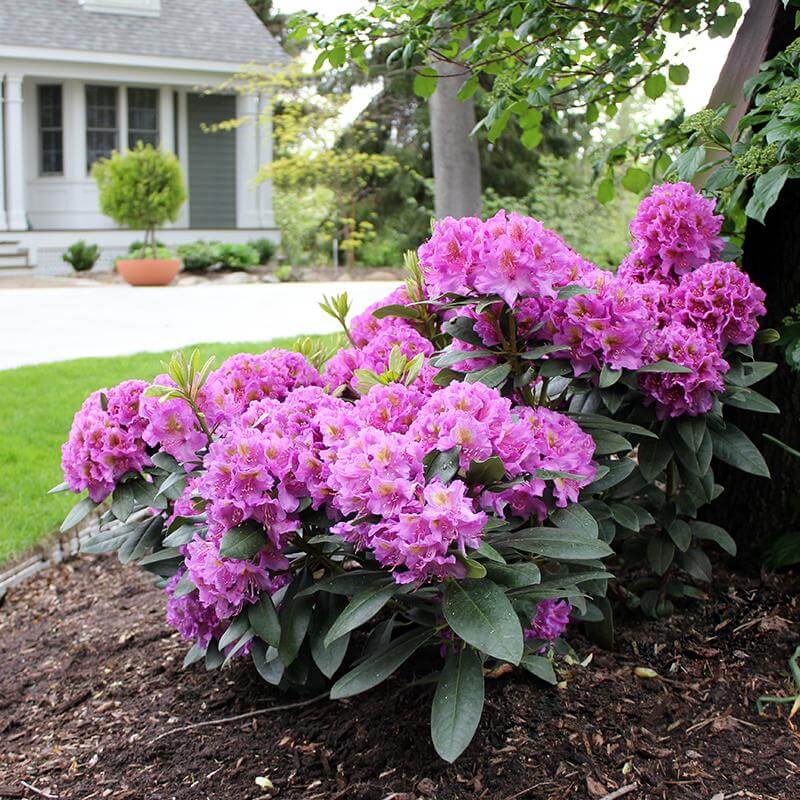 Dandy Man® Purple Rhododendron - Image 4
