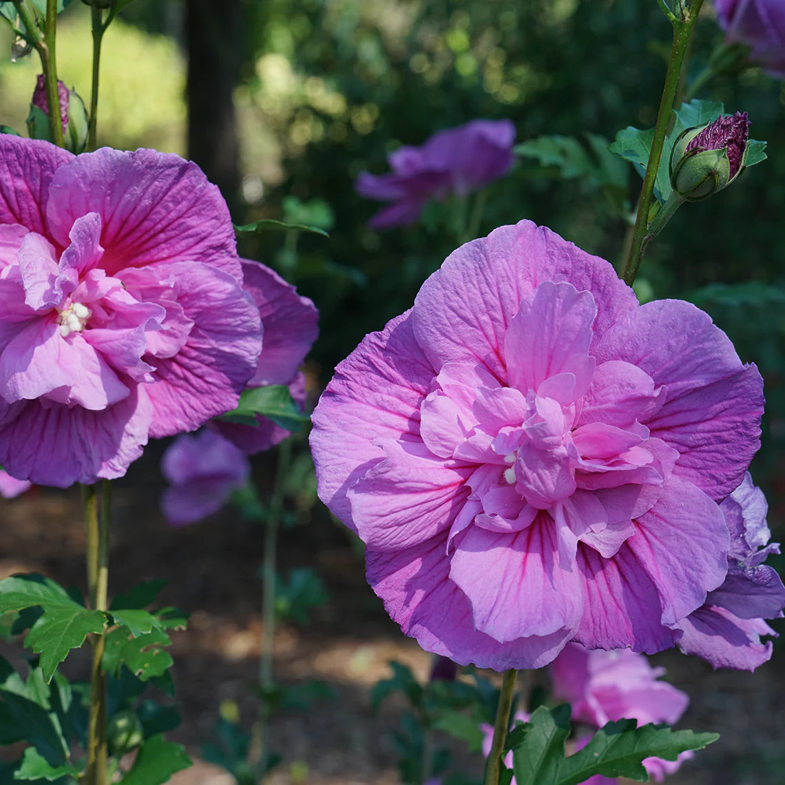 Dark Lavender Chiffon® Rose of Sharon (Hibiscus) - Image 2
