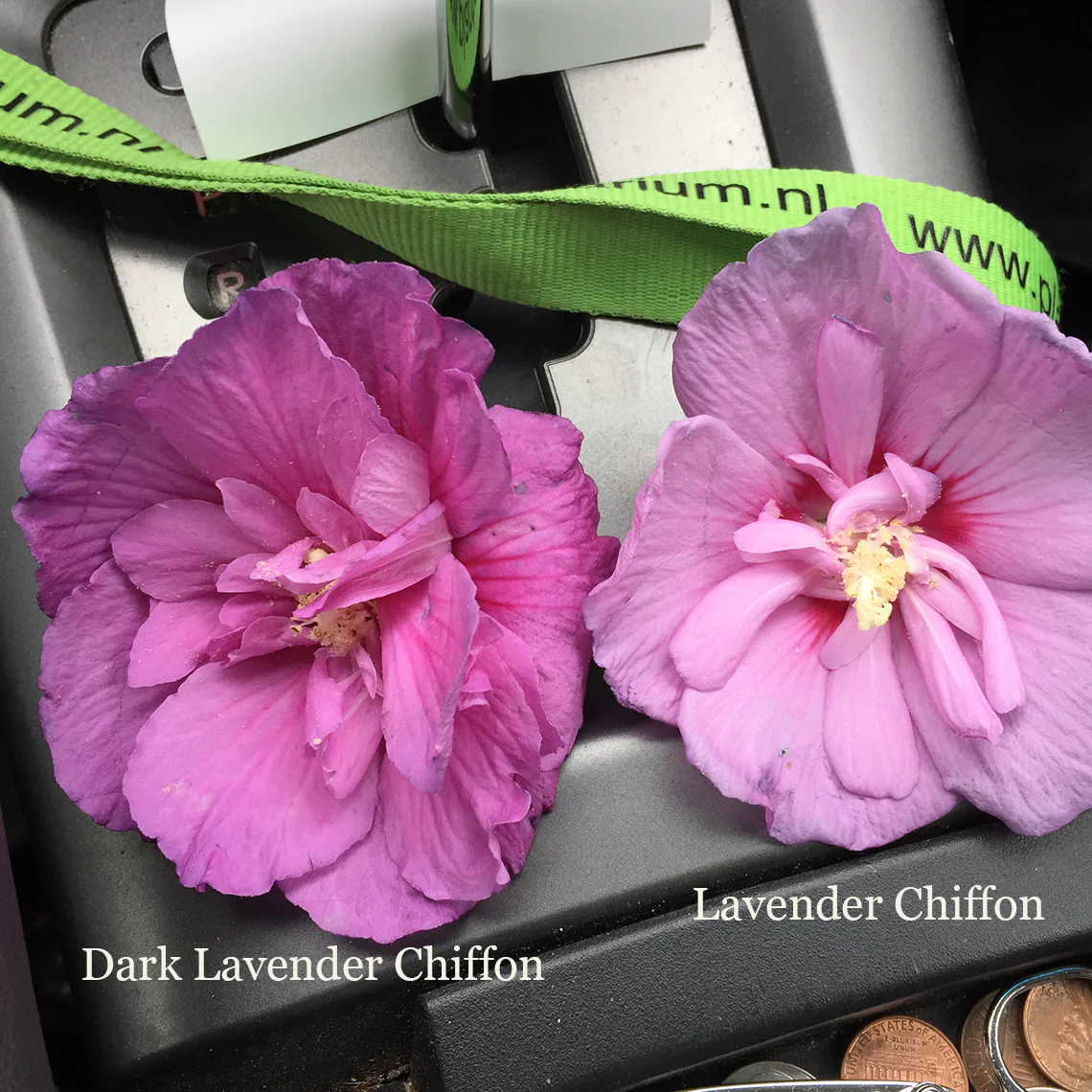 Dark Lavender Chiffon® Rose of Sharon (Hibiscus) - Image 4