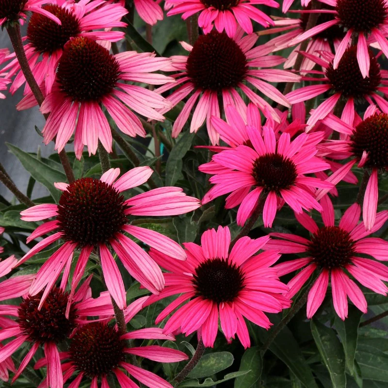 Dark Shadows™ 'Wicked' Coneflower (Echinacea)