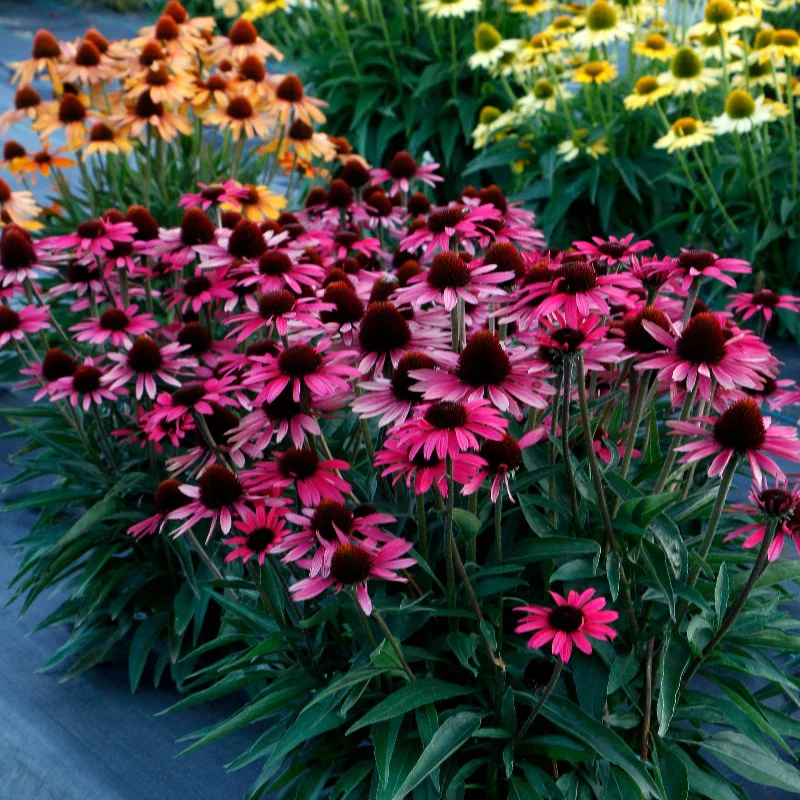 Dark Shadows™ 'Wicked' Coneflower (Echinacea) - Image 2