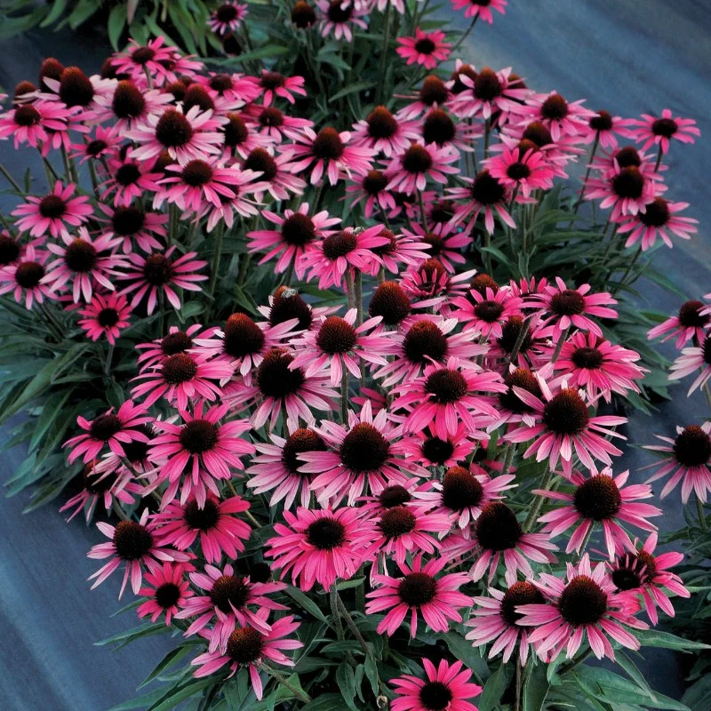 Dark Shadows™ 'Wicked' Coneflower (Echinacea) - Image 3