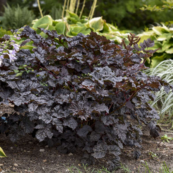 'Dark Side of the Moon' Astilbe - Image 2