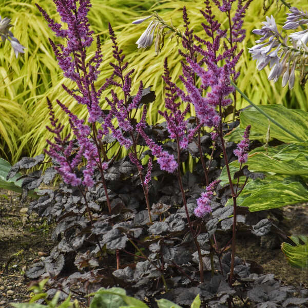 'Dark Side of the Moon' Astilbe - Image 3