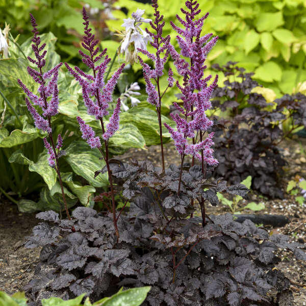 'Dark Side of the Moon' Astilbe - Image 4
