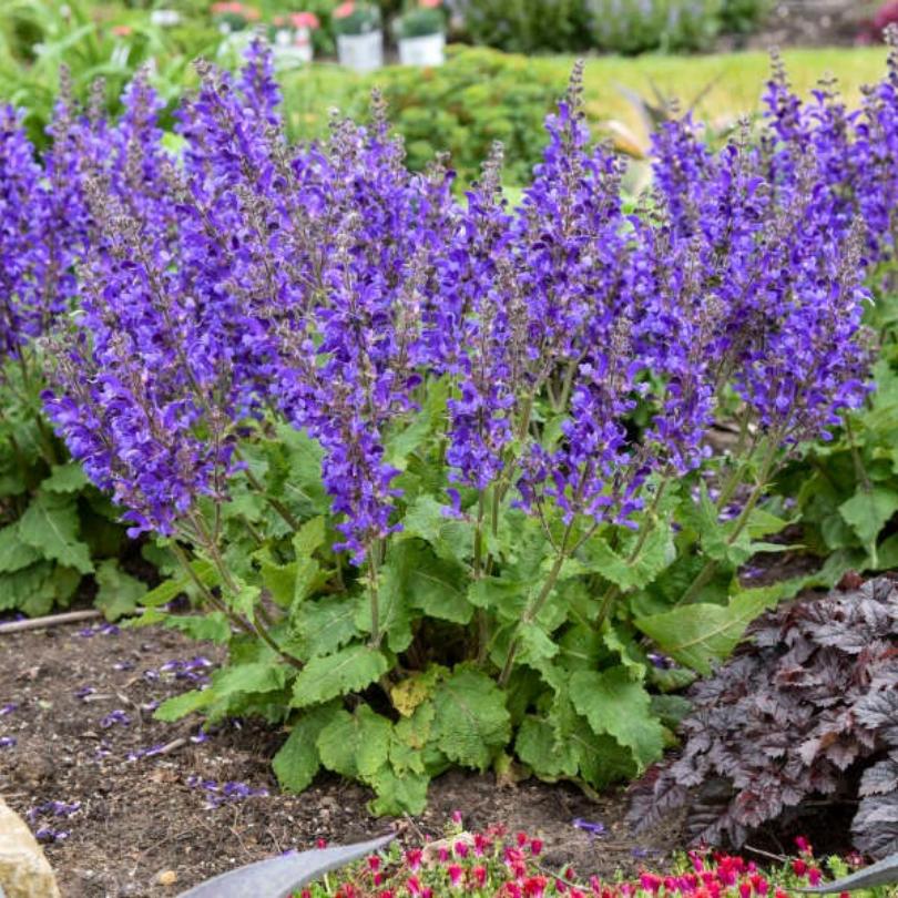Living Large® 'Dark Sky' Salvia - Image 3