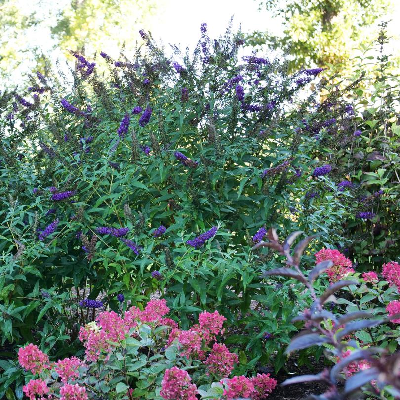 Darkest Night™ Butterfly Bush (Buddleia) - Image 2