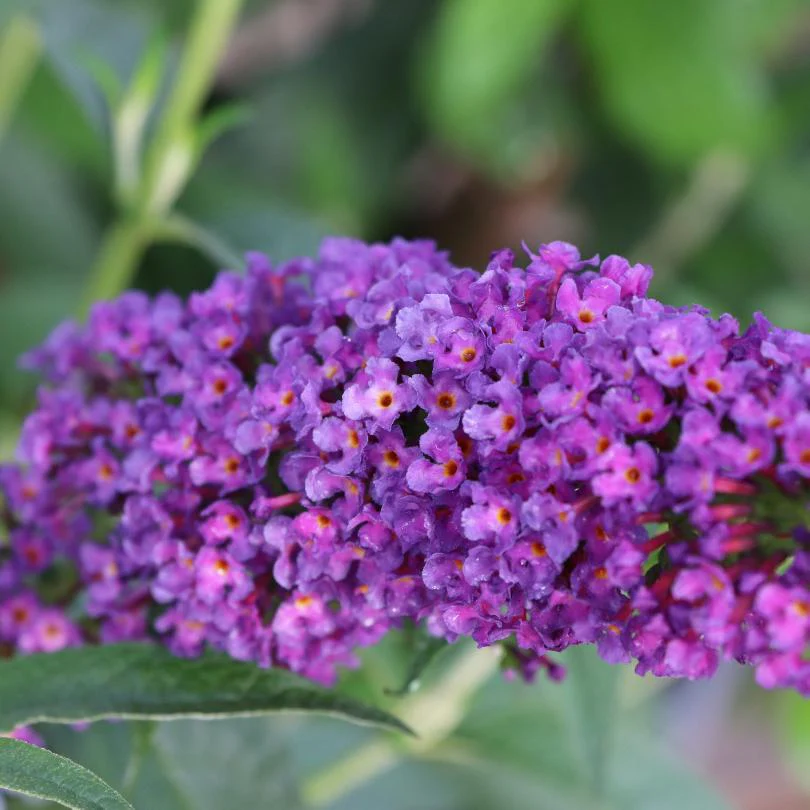 Darkest Night™ Butterfly Bush (Buddleia) - Image 3