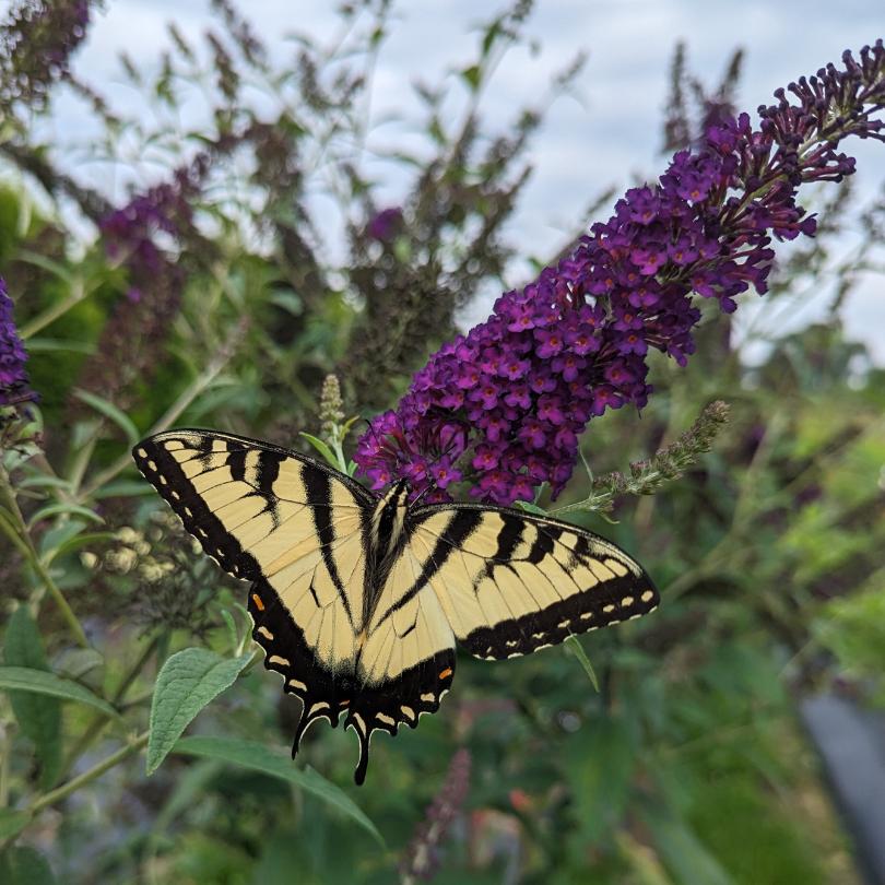 Darkest Night™ Butterfly Bush (Buddleia) - Image 4
