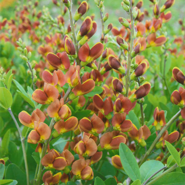Decadence® 'Cherries Jubilee' False Indigo (Baptisia) - Image 2