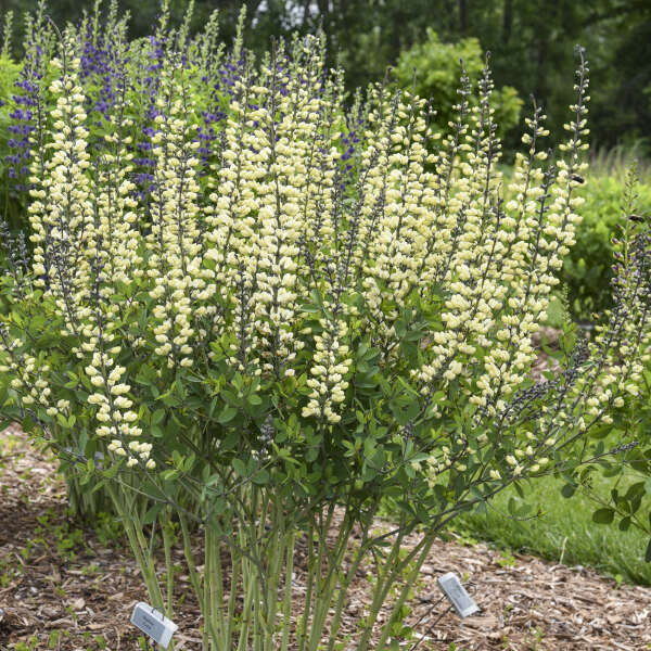 Decadence® 'Vanilla Cream II' False Indigo (Baptisia)