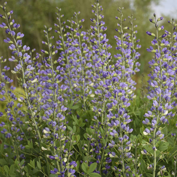 Decadence® 'Blue Bubbly' False Indigo (Baptisia)