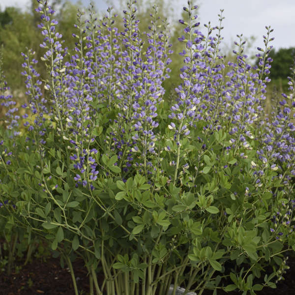 Decadence® 'Blue Bubbly' False Indigo (Baptisia) - Image 2