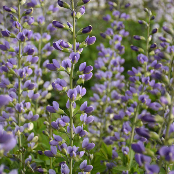 Decadence® 'Blue Bubbly' False Indigo (Baptisia) - Image 3