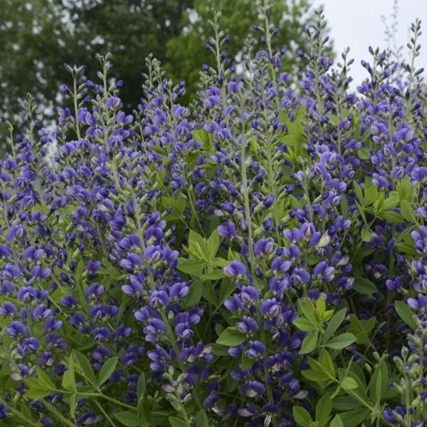 Decadence® 'Blueberry Sundae' False Indigo (Baptisia) - Image 2