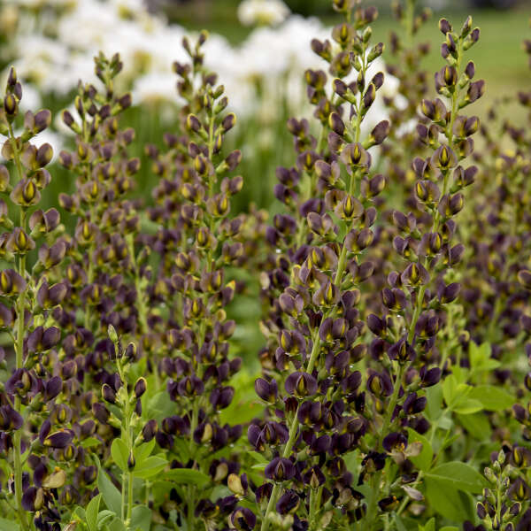 DecadenceĀ® 'Dark Chocolate' False Indigo (Baptisia)