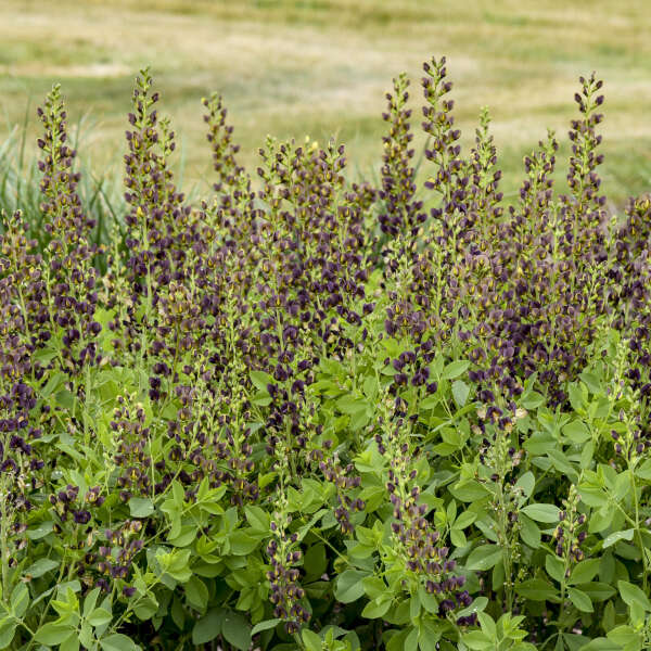 DecadenceĀ® 'Dark Chocolate' False Indigo (Baptisia) - Image 2