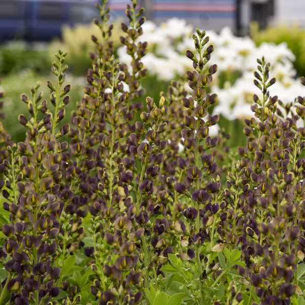 DecadenceĀ® 'Dark Chocolate' False Indigo (Baptisia) - Image 3