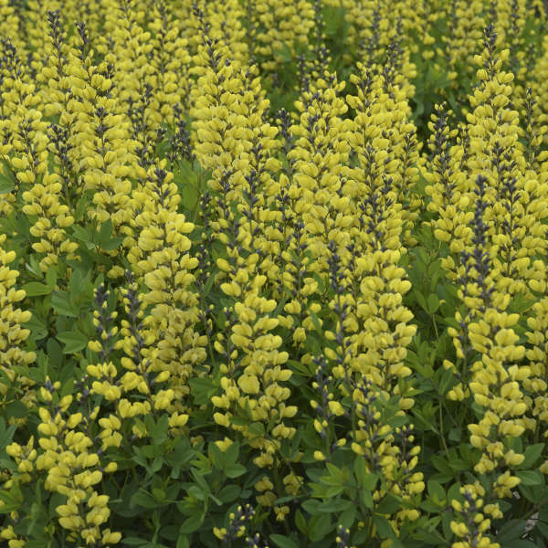 Decadence® 'Lemon Meringue' False Indigo (Baptisia) - Image 2
