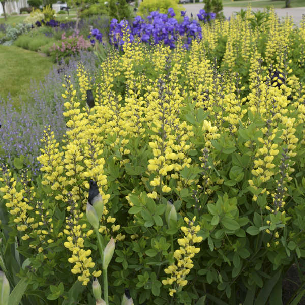 Decadence® 'Lemon Meringue' False Indigo (Baptisia) - Image 3