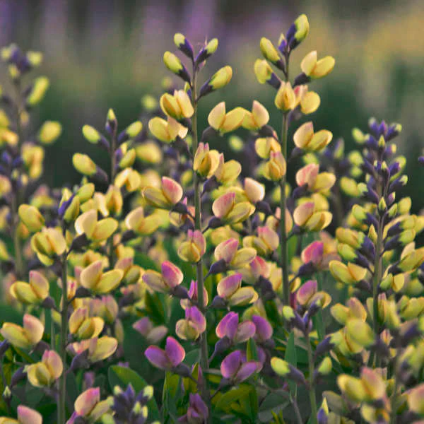 DecadenceĀ® 'Pink Lemonade' False Indigo (Baptisia)