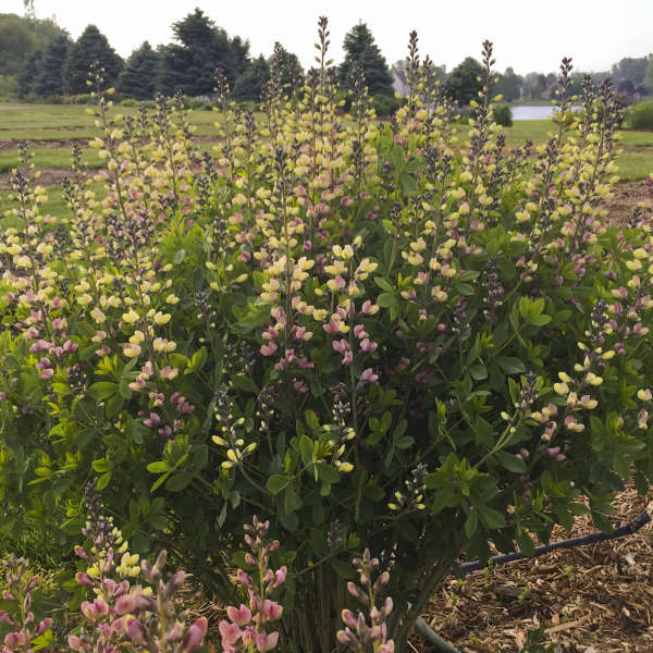 DecadenceĀ® 'Pink Lemonade' False Indigo (Baptisia) - Image 2