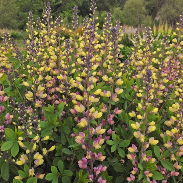 DecadenceĀ® 'Pink Lemonade' False Indigo (Baptisia) - Image 3
