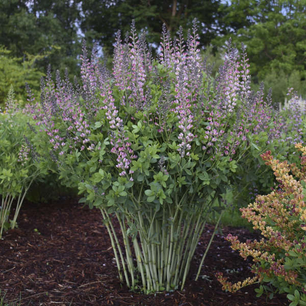 Decadence® 'Pink Truffles' False Indigo (Baptisia) - Image 2