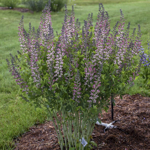 Decadence® 'Pink Truffles' False Indigo (Baptisia) - Image 3