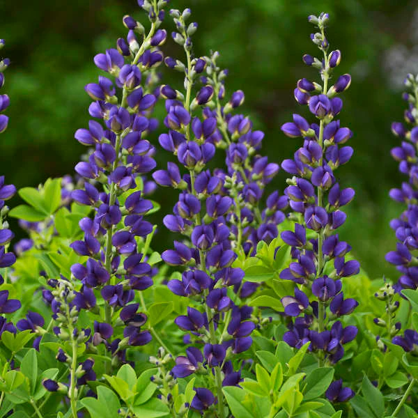 Decadence® 'Sparkling Sapphires' False Indigo (Baptisia) - Image 2