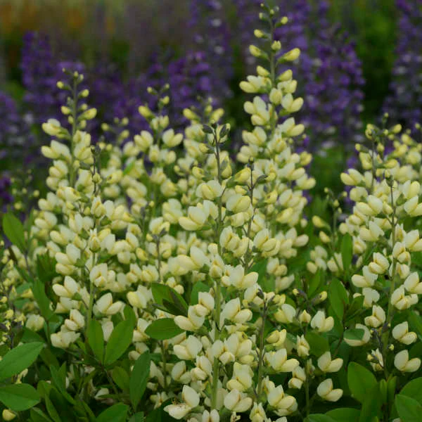 Decadence® 'Vanilla Cream' False Indigo (Baptisia) - Image 2