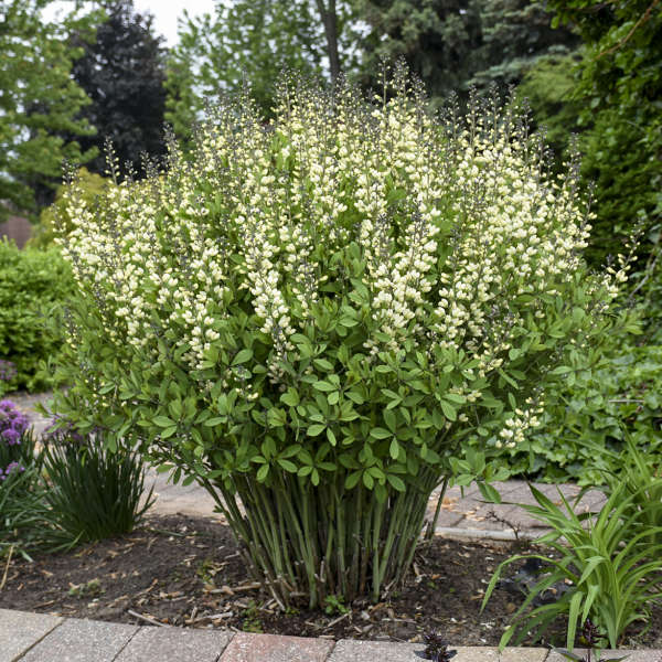 Decadence® 'Vanilla Cream' False Indigo (Baptisia) - Image 3