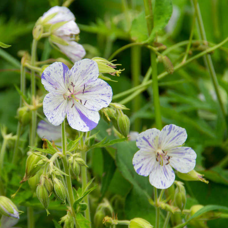 'Delft Blue' Cranesbill (Geranium) - Image 2