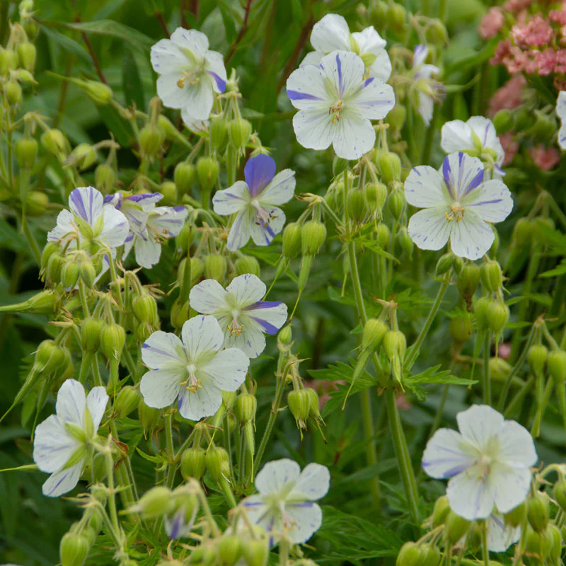'Delft Blue' Cranesbill (Geranium) - Image 3