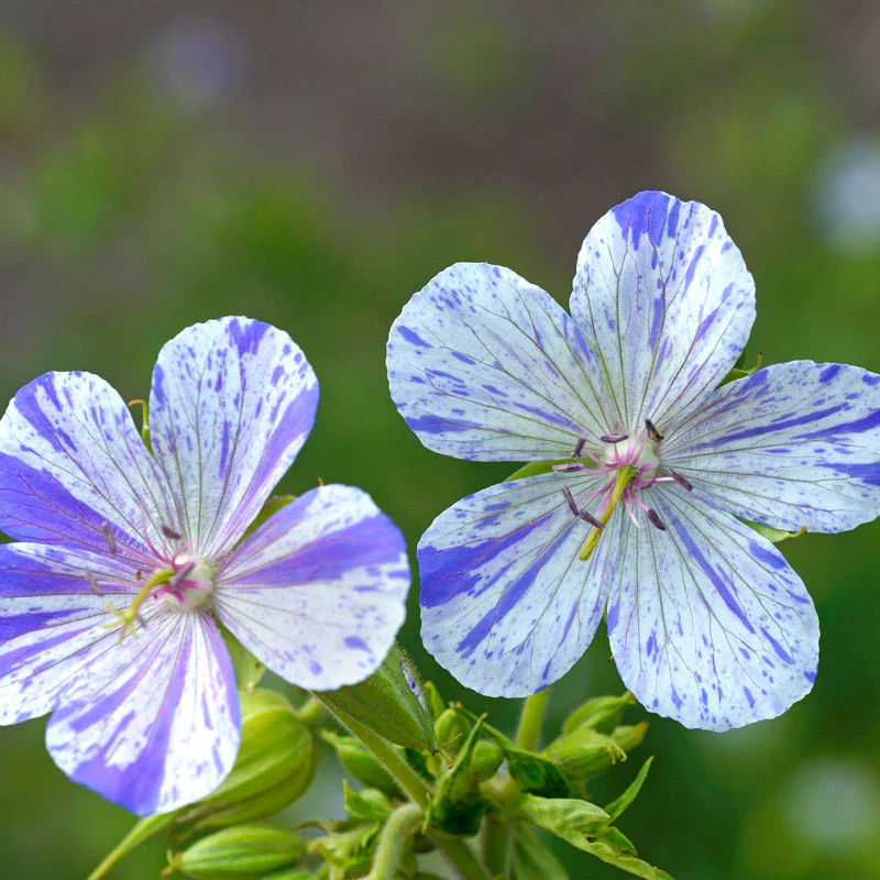 'Delft Blue' Cranesbill (Geranium) - Image 4