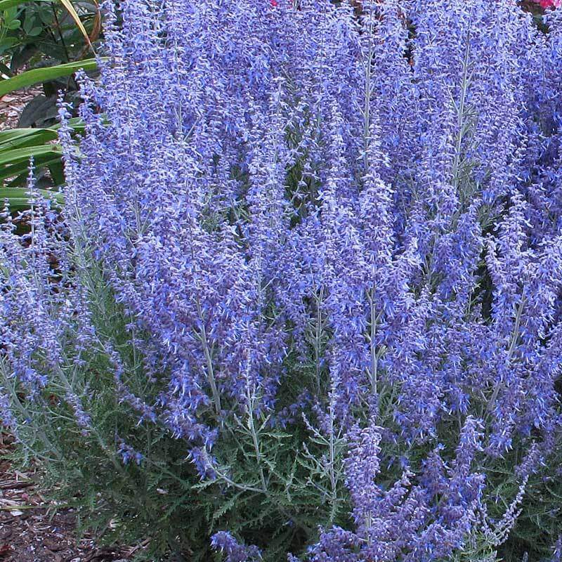 'Denim 'n Lace' Russian Sage (Perovskia) - Image 6
